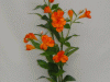 Flowers on Wood