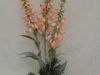 Flowers on Wood