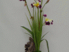 Flowers on Wood
