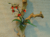 Wallflower